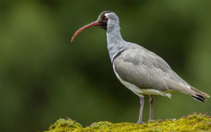 Ibisbill11-1-scaled-r6dv4edktpzweohqhb7n9dti43pdtjrvlk70zimf8g