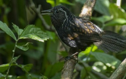 Ibisbill11-3-scaled-r6dv2q7wobpjrmx48l7itt003fxw4x521afy9t3mao