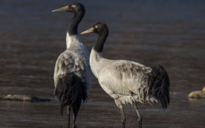 Ibisbill11-4-scaled-r6dv29at9b2dynlozdw8kx9pei9aad9vyyp7mtspeo